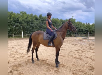 Niemiecki koń sportowy, Klacz, 7 lat, 167 cm, Gniada