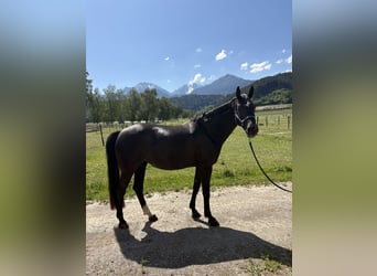 Niemiecki koń sportowy, Klacz, 7 lat, 167 cm, Skarogniada
