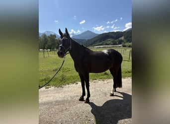 Niemiecki koń sportowy, Klacz, 7 lat, 167 cm, Skarogniada