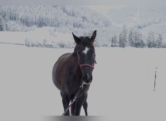 Niemiecki koń sportowy, Klacz, 7 lat, 167 cm, Skarogniada