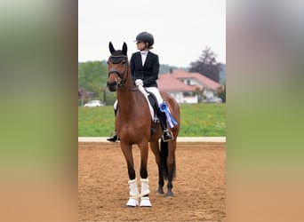 Niemiecki koń sportowy, Klacz, 7 lat, 168 cm, Ciemnogniada