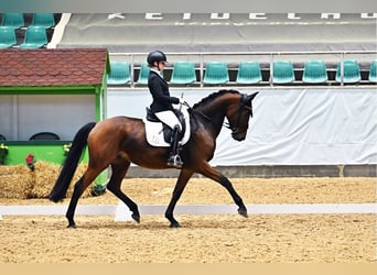 Niemiecki koń sportowy, Klacz, 7 lat, 168 cm, Ciemnogniada