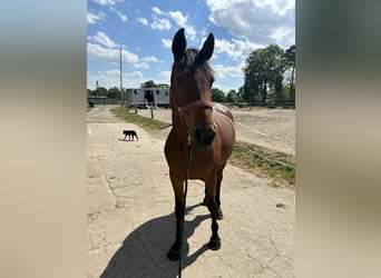 Niemiecki koń sportowy, Klacz, 7 lat, 168 cm, Gniada