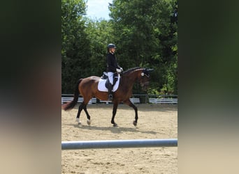 Niemiecki koń sportowy, Klacz, 7 lat, 168 cm, Gniada