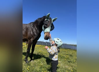 Niemiecki koń sportowy, Klacz, 7 lat, 168 cm, Gniada