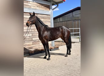 Niemiecki koń sportowy, Klacz, 7 lat, 168 cm, Gniada