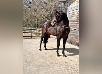 Niemiecki koń sportowy, Klacz, 7 lat, 168 cm, Gniada