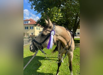 Niemiecki koń sportowy, Klacz, 7 lat, 168 cm, Jelenia