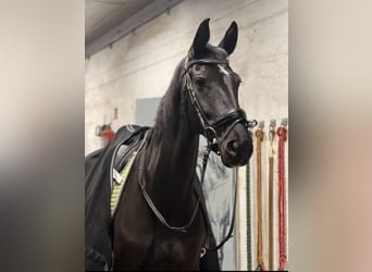 Niemiecki koń sportowy, Klacz, 7 lat, 168 cm, Kara