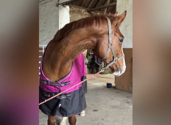 Niemiecki koń sportowy, Klacz, 7 lat, 168 cm, Kasztanowata