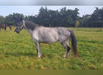 Niemiecki koń sportowy, Klacz, 7 lat, 168 cm, Siwa