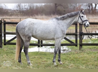 Niemiecki koń sportowy, Klacz, 7 lat, 168 cm, Siwa