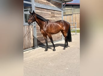 Niemiecki koń sportowy, Klacz, 7 lat, 169 cm, Gniada