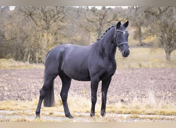 Niemiecki koń sportowy, Klacz, 7 lat, 169 cm, Kara