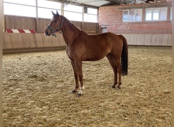 Niemiecki koń sportowy, Klacz, 7 lat, 169 cm, Kasztanowata