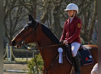 Niemiecki koń sportowy, Klacz, 7 lat, 170 cm, Gniada