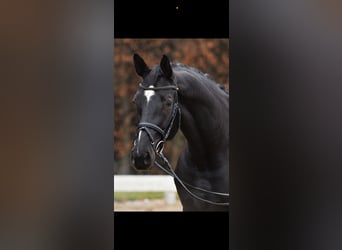 Niemiecki koń sportowy, Klacz, 7 lat, 170 cm, Kara