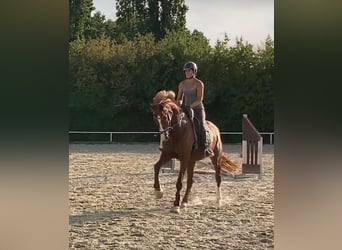 Niemiecki koń sportowy, Klacz, 7 lat, 170 cm, Kasztanowata