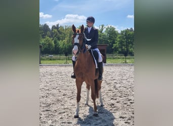 Niemiecki koń sportowy, Klacz, 7 lat, 170 cm, Kasztanowata