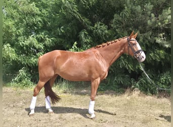 Niemiecki koń sportowy, Klacz, 7 lat, 170 cm, Kasztanowata