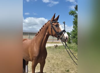 Niemiecki koń sportowy, Klacz, 7 lat, 170 cm, Kasztanowata