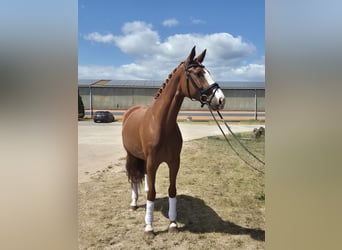 Niemiecki koń sportowy, Klacz, 7 lat, 170 cm, Kasztanowata