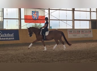 Niemiecki koń sportowy, Klacz, 7 lat, 170 cm, Kasztanowata