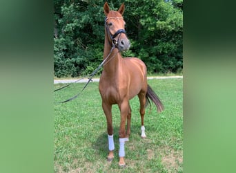 Niemiecki koń sportowy, Klacz, 7 lat, 170 cm, Kasztanowata