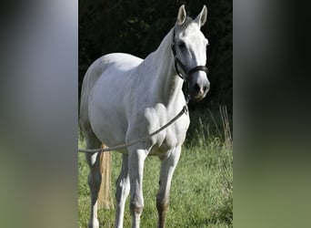 Niemiecki koń sportowy, Klacz, 7 lat, 170 cm, Siwa