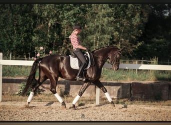 Niemiecki koń sportowy, Klacz, 7 lat, 171 cm, Kara