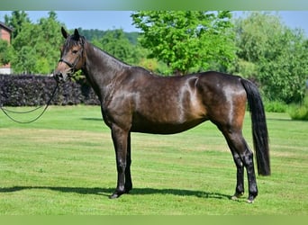 Niemiecki koń sportowy, Klacz, 7 lat, 172 cm, Ciemnogniada