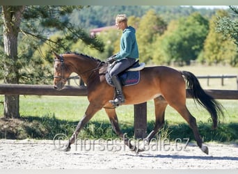 Niemiecki koń sportowy, Klacz, 7 lat, 172 cm, Gniada