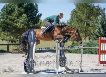 Niemiecki koń sportowy, Klacz, 7 lat, 172 cm, Gniada