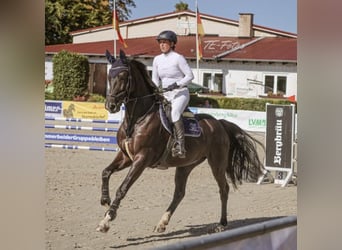 Niemiecki koń sportowy, Klacz, 7 lat, 172 cm, Kara