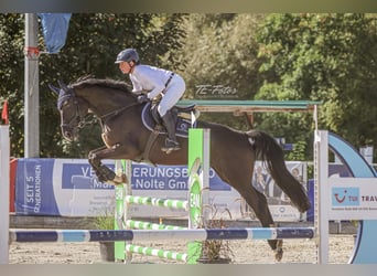 Niemiecki koń sportowy, Klacz, 7 lat, 172 cm, Kara