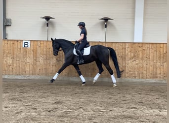 Niemiecki koń sportowy, Klacz, 7 lat, 172 cm, Kara