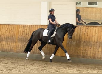 Niemiecki koń sportowy, Klacz, 7 lat, 172 cm, Kara