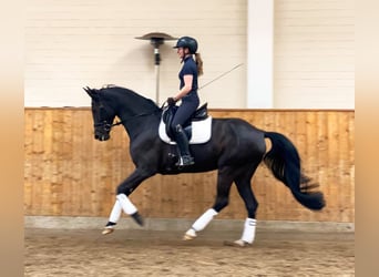 Niemiecki koń sportowy, Klacz, 7 lat, 172 cm, Kara