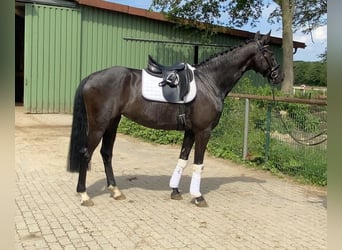 Niemiecki koń sportowy, Klacz, 7 lat, 172 cm, Kara