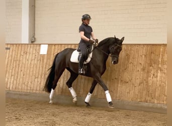Niemiecki koń sportowy, Klacz, 7 lat, 172 cm, Kara