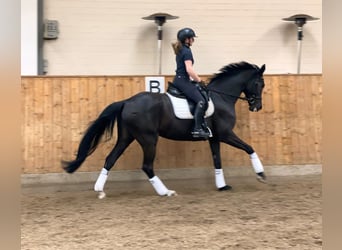 Niemiecki koń sportowy, Klacz, 7 lat, 172 cm, Kara