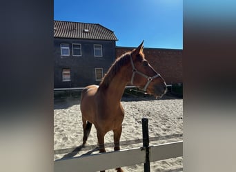 Niemiecki koń sportowy, Klacz, 7 lat, 172 cm, Kasztanowata