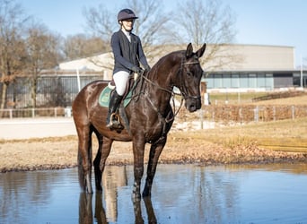 Niemiecki koń sportowy, Klacz, 7 lat, 174 cm, Kara