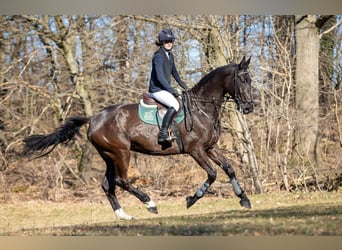 Niemiecki koń sportowy, Klacz, 7 lat, 174 cm, Kara