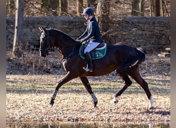 Niemiecki koń sportowy, Klacz, 7 lat, 174 cm, Kara