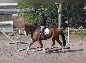 Niemiecki koń sportowy, Klacz, 7 lat, 174 cm