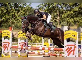 Niemiecki koń sportowy, Klacz, 7 lat, 175 cm, Skarogniada