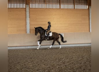 Niemiecki koń sportowy, Klacz, 7 lat, 178 cm, Gniada