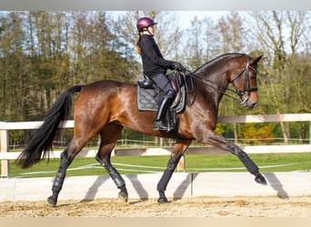 Niemiecki koń sportowy, Klacz, 7 lat, 178 cm, Gniada