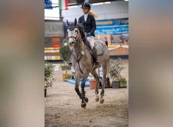 Niemiecki koń sportowy, Klacz, 7 lat, 179 cm, Siwa